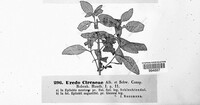 Pucciniastrum circaeae image